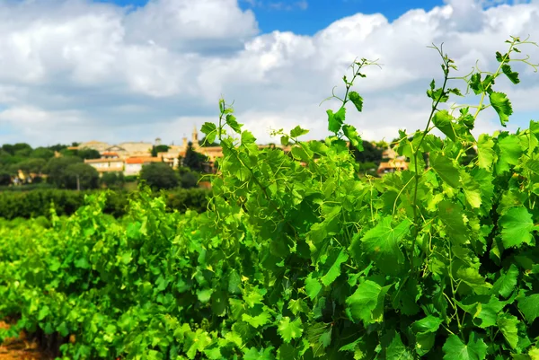 Виноградник в сельской местности Франции — стоковое фото