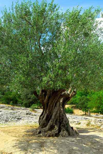 Ancient Olive Tree Growing Southern France — Stock Photo, Image