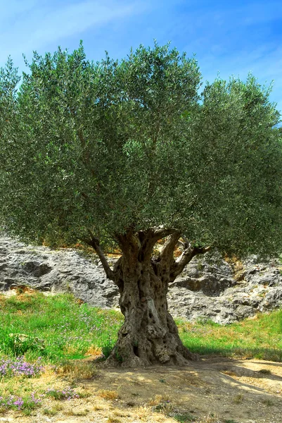 Старое оливковое дерево — стоковое фото