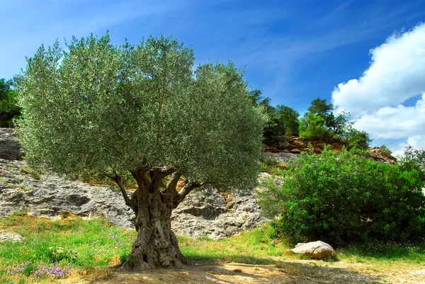 Стародавні Оливкове Дерево Росте Півдні Франції — стокове фото