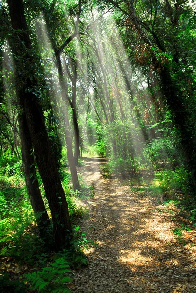 Chemin dans la forêt ensoleillée — Photo