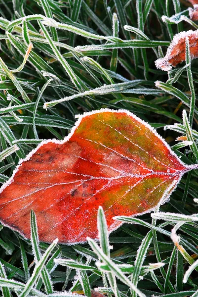 Frostiga löv — Stockfoto