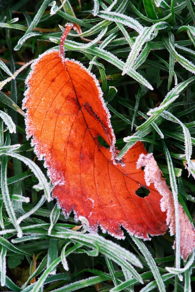 Ψυχρός Κόκκινο Πεσμένα Φύλλα Ξαπλωμένος Στο Γρασίδι Κατεψυγμένα Την Κρύα — Φωτογραφία Αρχείου