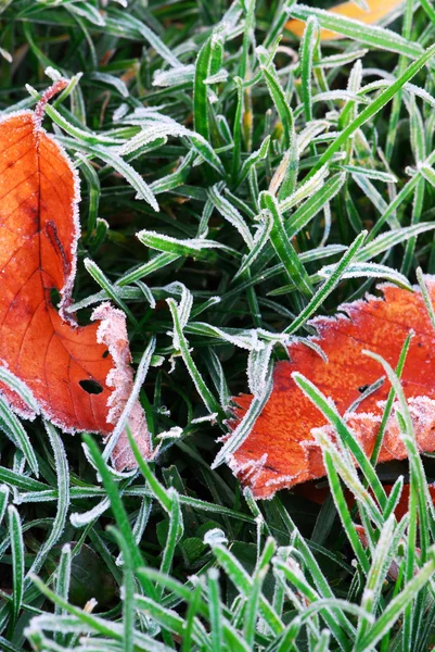 Frosty leaves — Stock Photo, Image