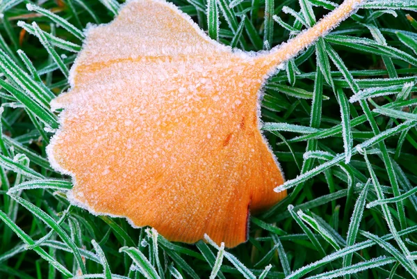 Hoja Árbol Congelado Caído Acostado Sobre Hierba Congelada Una Fría — Foto de Stock