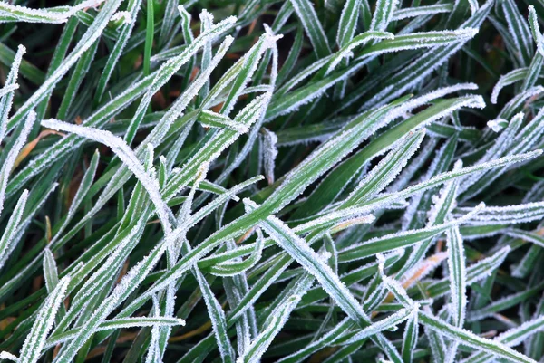 霜草叶片在一个寒冷的秋天早晨的背景 — 图库照片