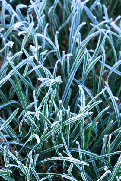 Frostigt gräs — Stockfoto