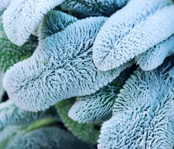 Frosty daun — Stok Foto