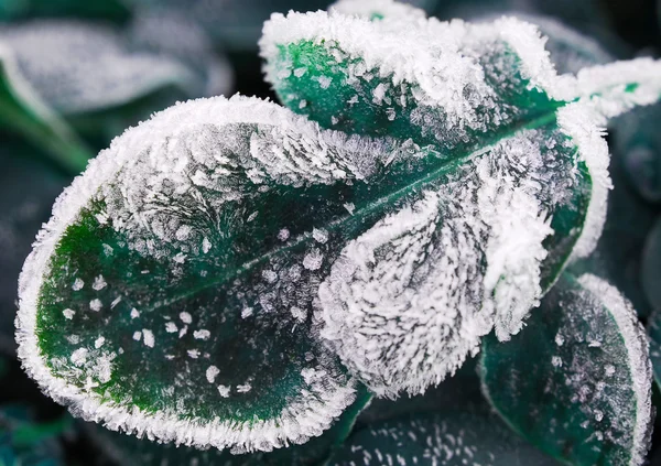 Frostiga löv — Stockfoto