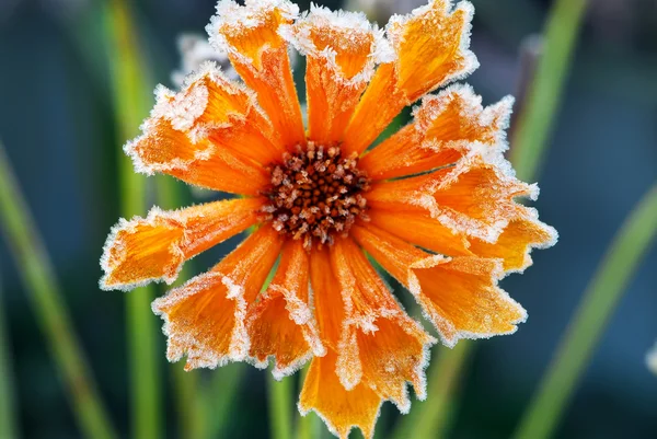 Morgenfrost Auf Einer Blume Spätherbst Fokus Auf Blütenblätter Mit Eiskristallen — Stockfoto