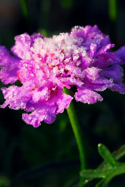 Морозний квітка — стокове фото