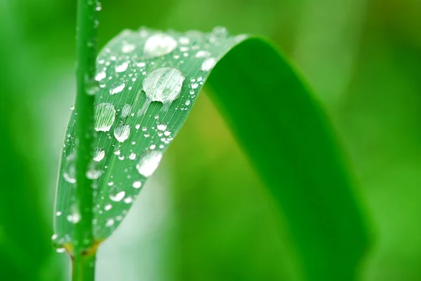 Big Water Drops Green Grass Blade Macro — Stock Photo, Image