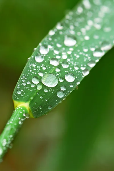 Краплі дощу на траві — стокове фото