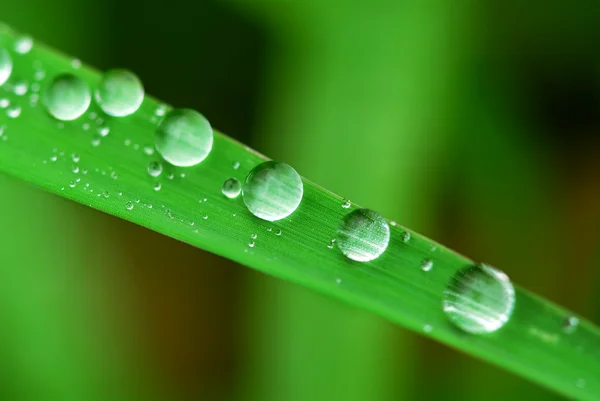 Велика Кількість Води Падає Зелене Трав Яне Лезо Крайній Макрос — стокове фото