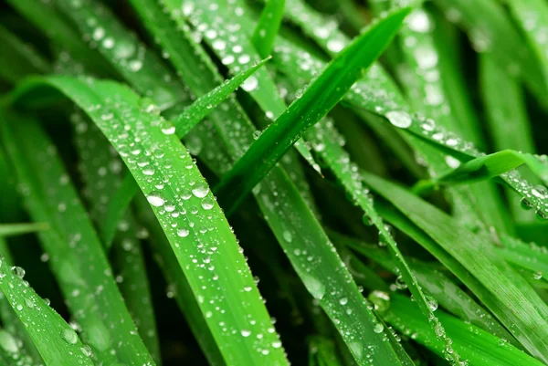 Большие Капли Воды Зеленые Травинки Крупным Планом — стоковое фото