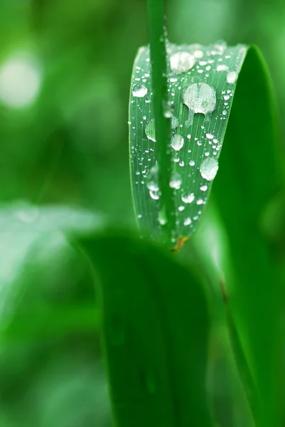 Esőcseppek a fű — Stock Fotó