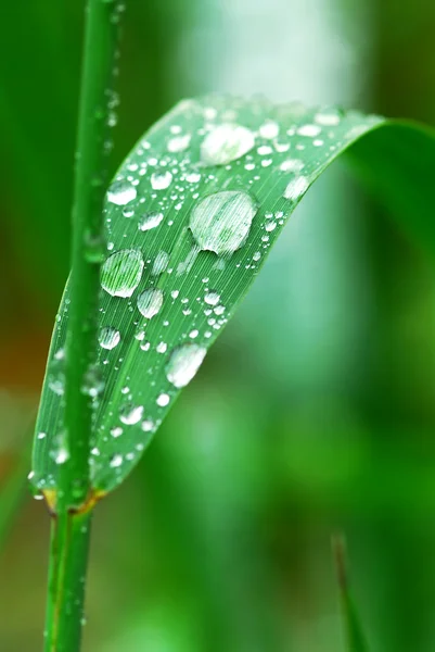 Big Water Drops Green Grass Blade — Stock Photo, Image