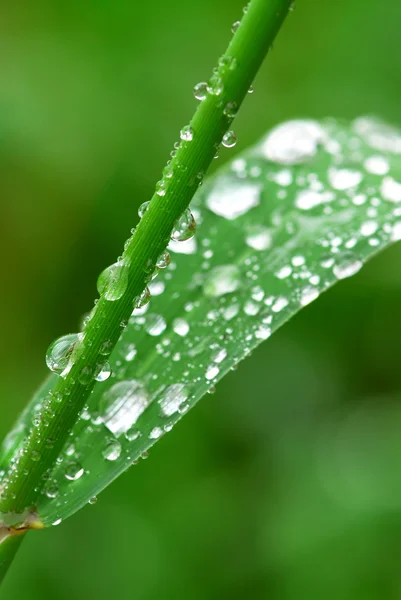 Капли дождя на траве — стоковое фото