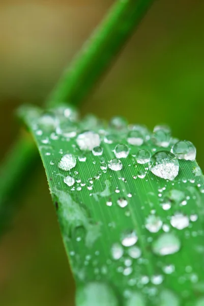 Gocce di pioggia sull'erba — Foto Stock