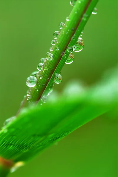 Gotas Água Grandes Uma Grama Verde Macro — Fotografia de Stock