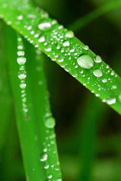 Gouttes de pluie sur herbe — Photo
