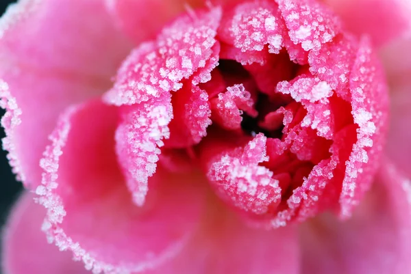 朝霜に覆われたピンクのバラのマクロ — ストック写真