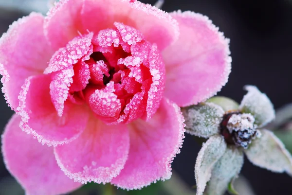 Ледяная роза — стоковое фото