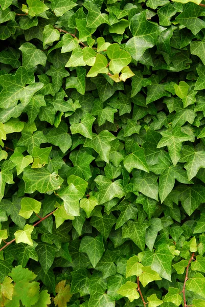 Gröna ivy bakgrund — Stockfoto