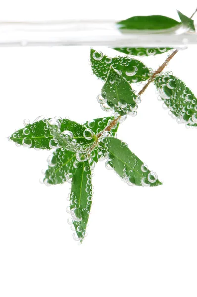 Zelené Listy Rostliny Ponořené Vodě Vzduchové Bubliny — Stock fotografie