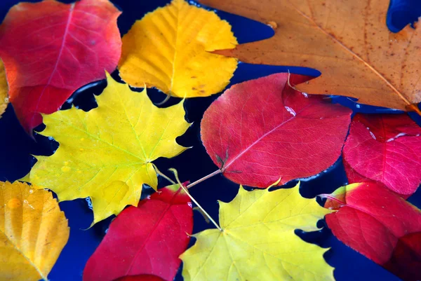 Осенние листья в воде — стоковое фото