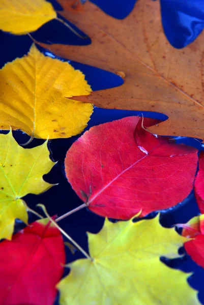 Podzimní listy ve vodě — Stock fotografie