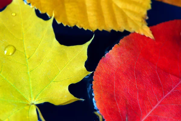 Цветные Осенние Листья Плавающие Голубой Воде — стоковое фото