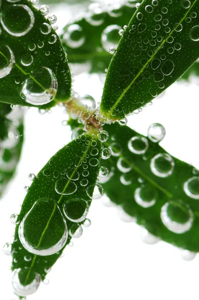 Gröna Blad Växt Nedsänkt Vatten Med Luftbubblor — Stockfoto