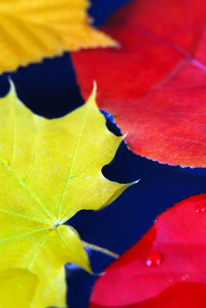 Цветные Осенние Листья Плавающие Голубой Воде — стоковое фото