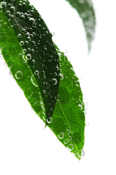 Зелене листя у воді — стокове фото