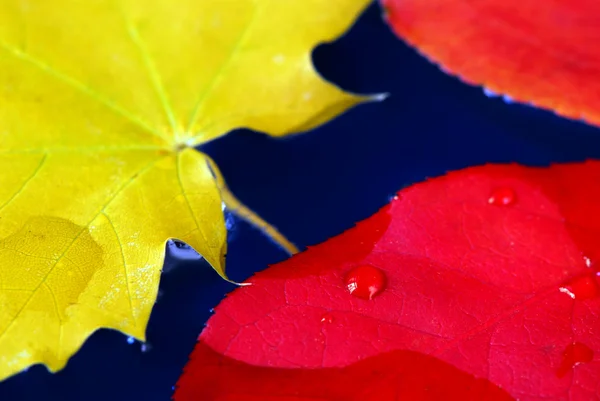 Kleurrijke Herfstbladeren Drijvend Blauw Water — Stockfoto