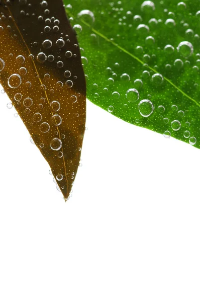 空気の泡を水に浸漬 植物の緑と茶色の葉 — ストック写真