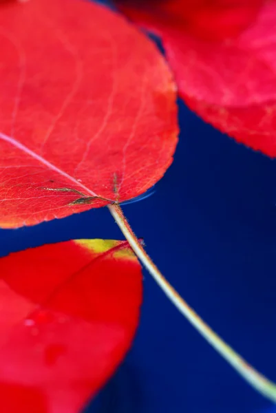 Осенние листья в воде — стоковое фото