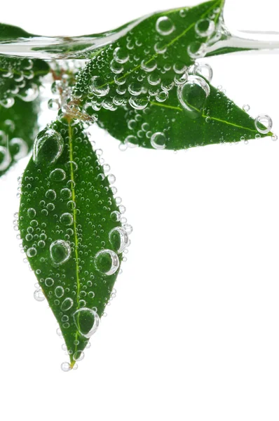 Zelené Listy Rostliny Ponořené Vodě Vzduchové Bubliny — Stock fotografie