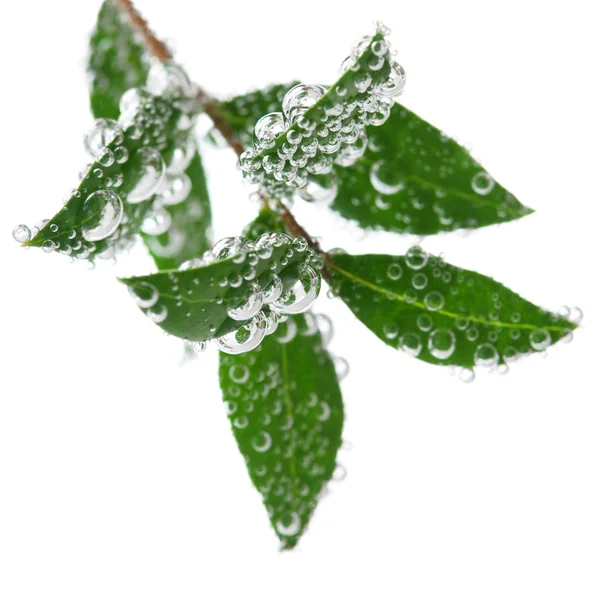 Grüne Blätter Einer Pflanze Die Mit Luftblasen Wasser Getaucht Wird — Stockfoto