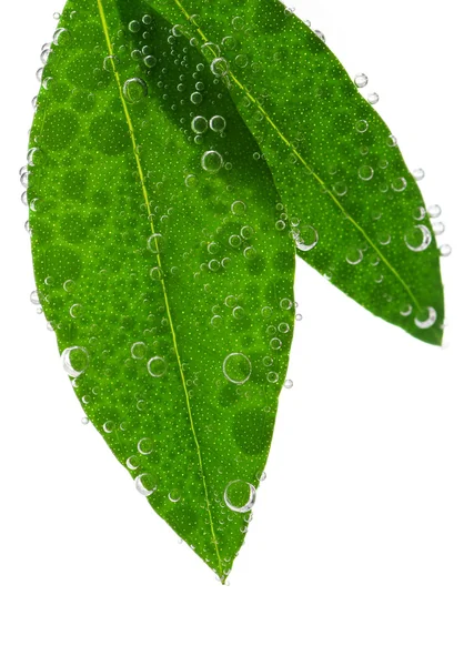 Зеленые листья в воде — стоковое фото