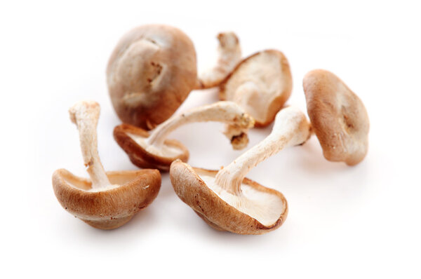 Several shiitake mushrooms isolated on white background