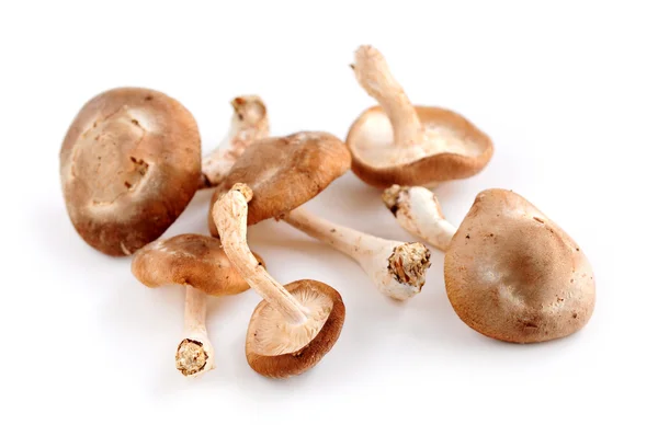 Vários Cogumelos Shiitake Isolados Fundo Branco — Fotografia de Stock