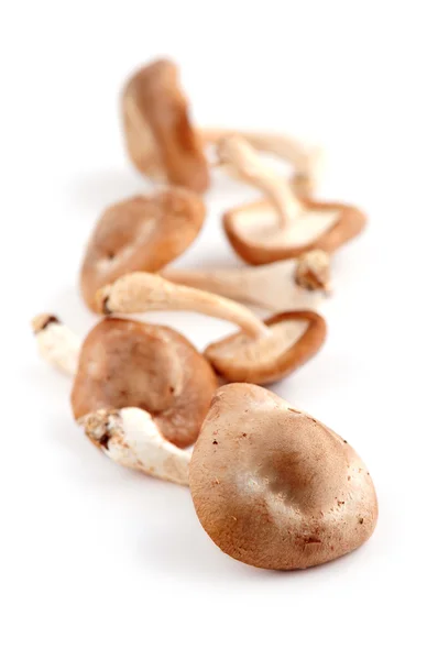 几个新鲜香菇蘑菇上孤立的白色背景 — 图库照片