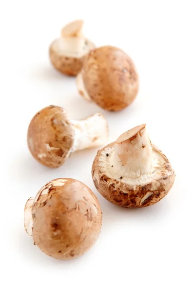 Brown mushrooms — Stock Photo, Image