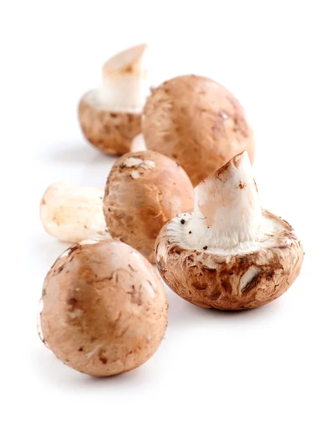 Cogumelos Potrobello Marrom Cremini Jovens Isolados Sobre Fundo Branco — Fotografia de Stock