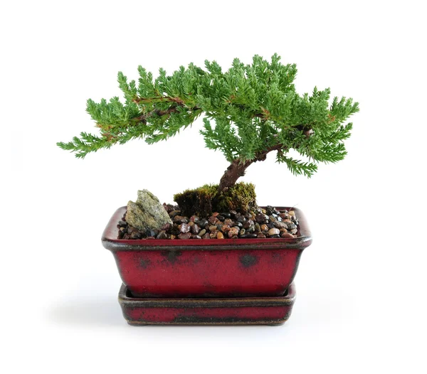 Árbol de Bonsai — Foto de Stock