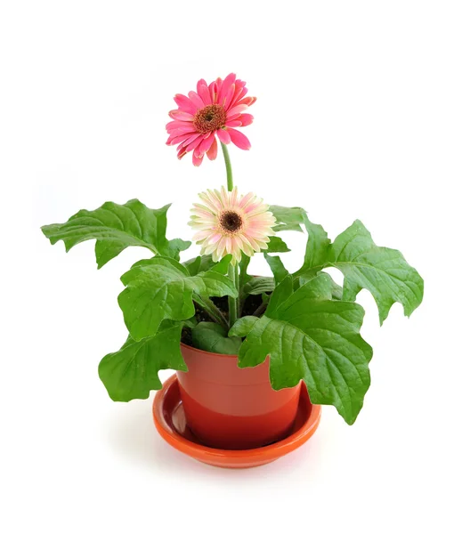 Hrnkové Pokojové Rostliny Růžová Gerbera Izolovaných Bílém Pozadí — Stock fotografie