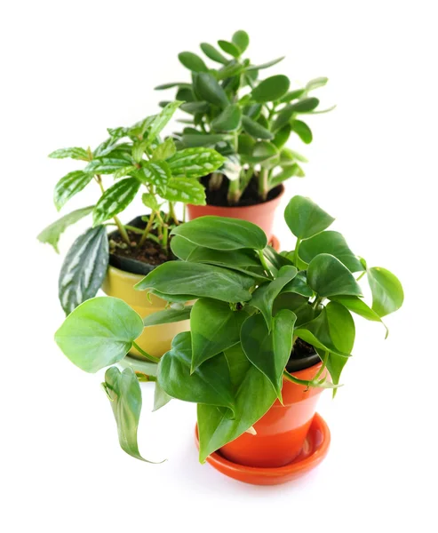 Assorted houseplants — Stock Photo, Image
