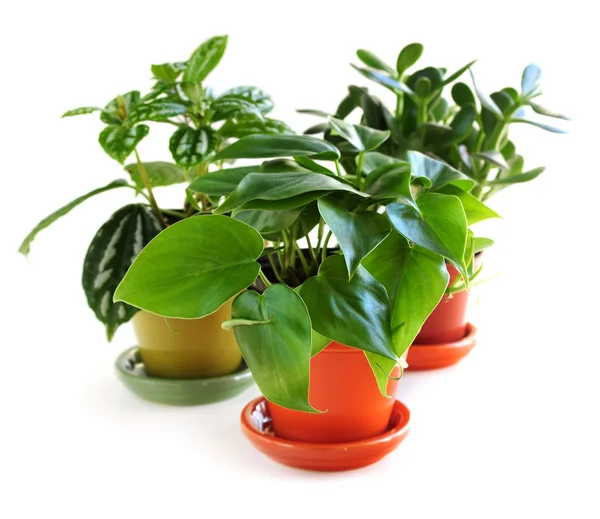 Ассорти-комнатные растения — стоковое фото